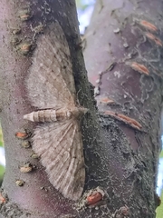 Eupithecia satyrata