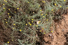 Santolina semidentata