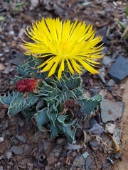 Faucaria gratiae