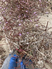 Limonium duriusculum