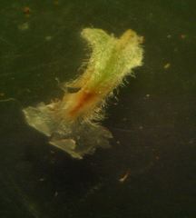 Santolina semidentata