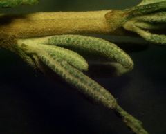 Santolina semidentata