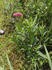 Asclepias incarnata incarnata