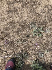 Boechera divaricarpa