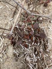 Limonium duriusculum