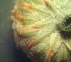 Santolina semidentata