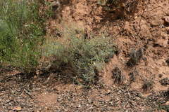 Santolina semidentata