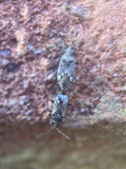 Nysius huttoni