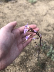 Boechera divaricarpa
