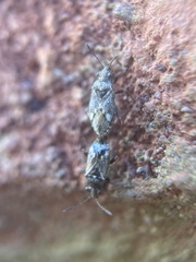 Nysius huttoni