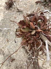 Limonium duriusculum