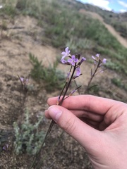 Boechera divaricarpa