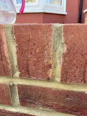 Nysius huttoni