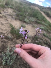 Boechera divaricarpa
