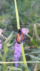 Zygaena osterodensis