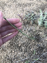 Boechera divaricarpa