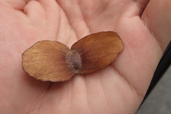 Terminalia calamansanai