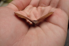 Terminalia calamansanai