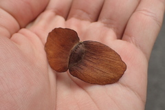 Terminalia calamansanai