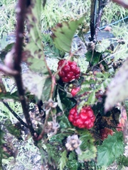 Rubus bogotensis
