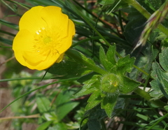 Ranunculus gouanii