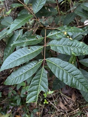Toxicodendron striatum