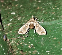 Leucinodes laisalis