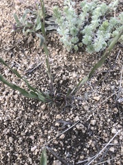 Boechera divaricarpa