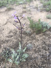 Boechera divaricarpa