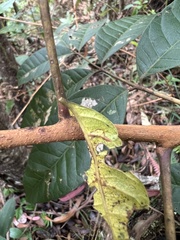 Toxicodendron striatum