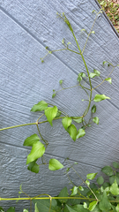 Clematis terniflora
