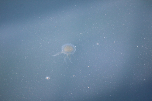 photo of Egg-yolk Jelly (Phacellophora camtschatica)