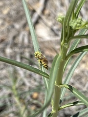 Philanthus multimaculatus