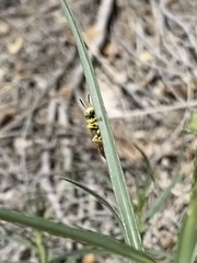 Philanthus multimaculatus