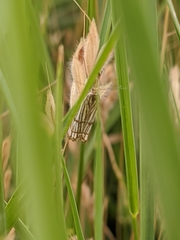 Chrysocrambus