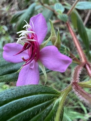 Monochaetum hartwegianum