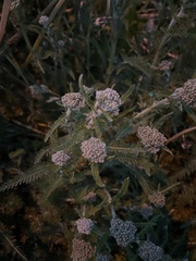 Achillea millefolium