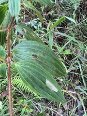 Monochaetum hartwegianum