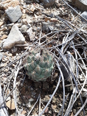 Coryphantha durangensis