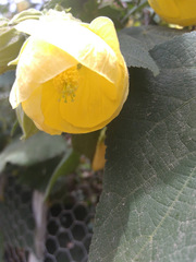 Abutilon × hybridum