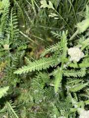 Achillea millefolium