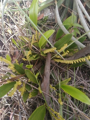 Stelis galeata, photograph 4