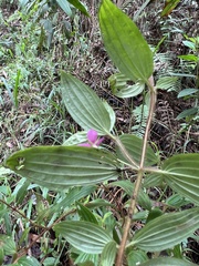 Monochaetum hartwegianum