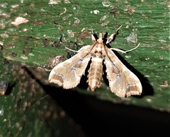 Leucinodes laisalis
