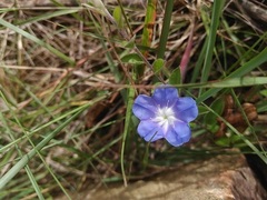 Evolvulus bogotensis