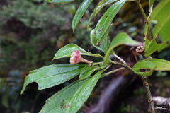 Gravesia dichaetantheroides