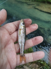 Clinostomus funduloides