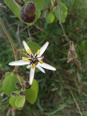 Passiflora bogotensis