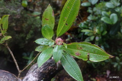 Gravesia dichaetantheroides