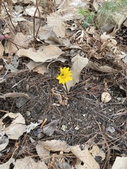 Pippenalia delphiniifolia